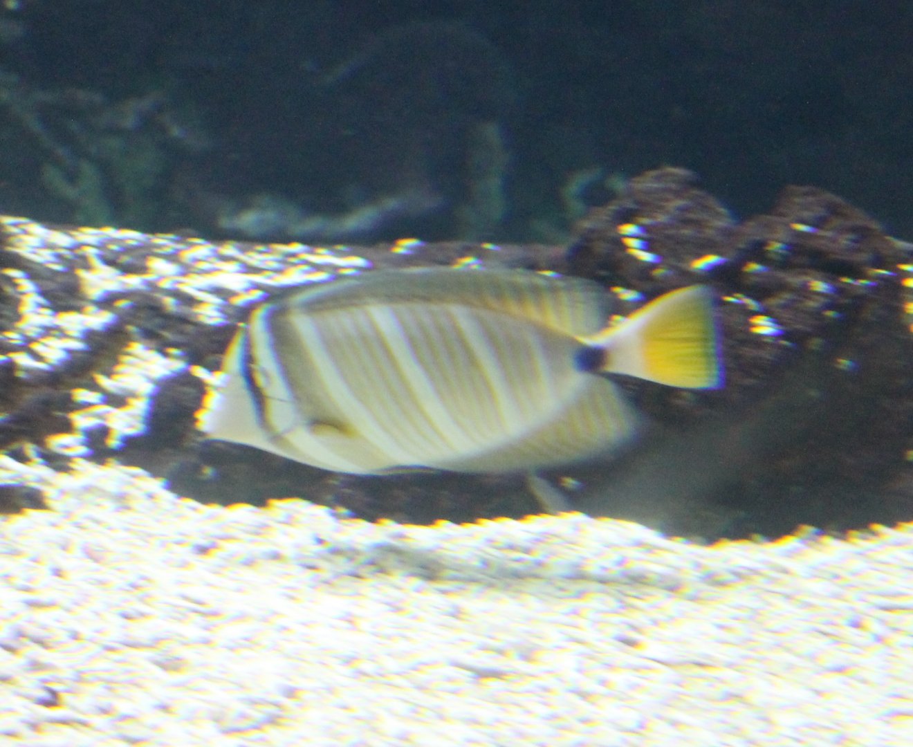 Sailfin Surgeonfish