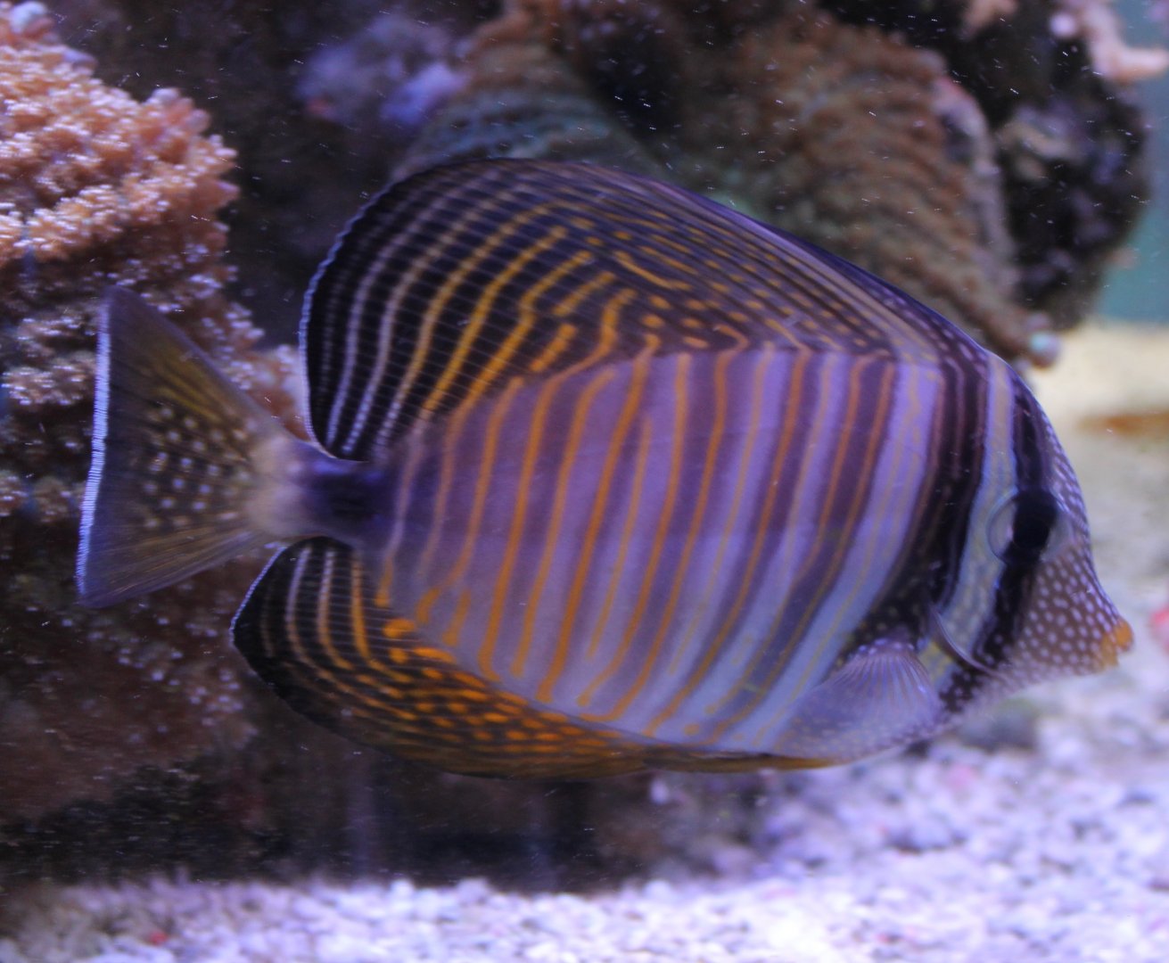 Sailfin surgeonfish
