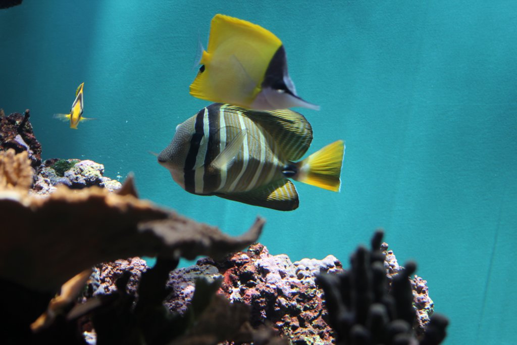 Sailfin Tang and Forcepsfish