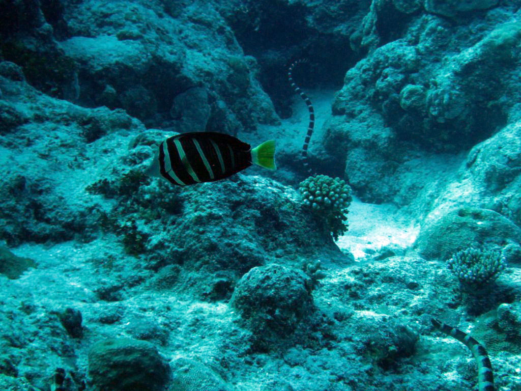 Sailfin Tang and Seasnakes