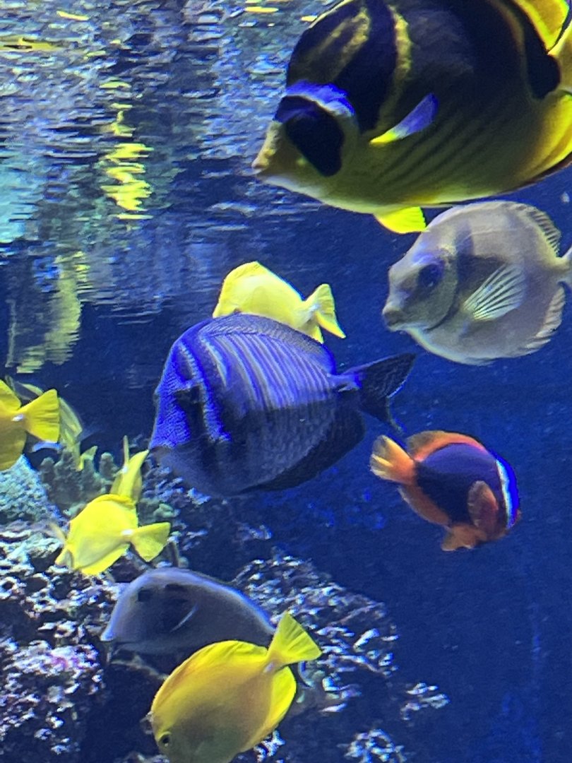 Sailfin tang ID