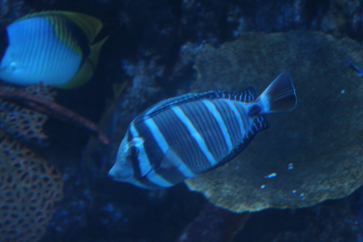 Sailfin tang (Zebrasoma velifer)