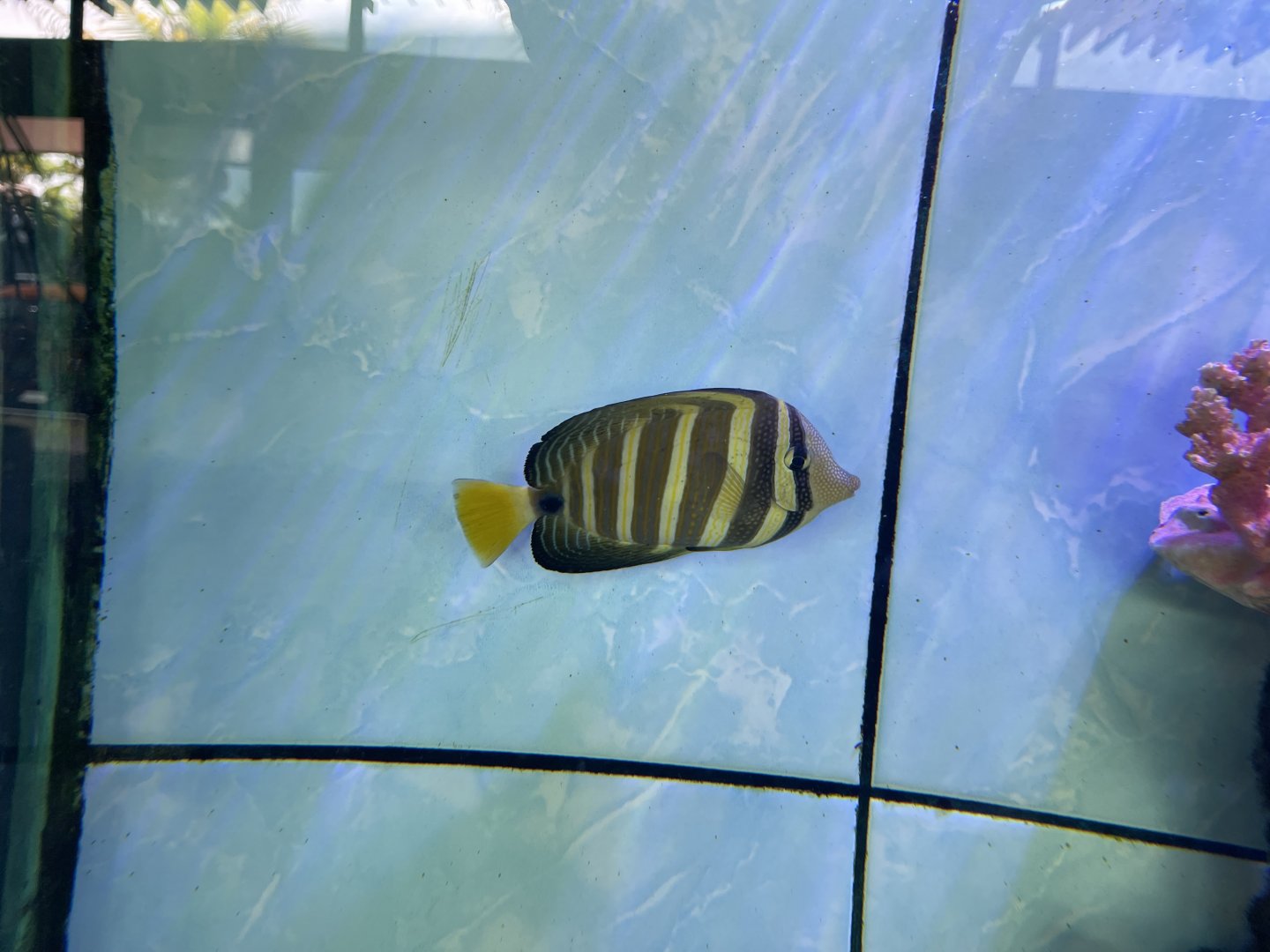 sailfin tang (zebrasoma velifer)
