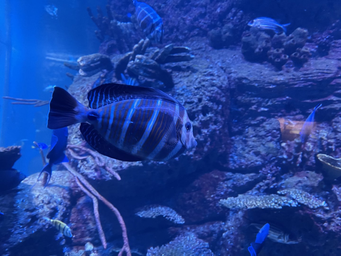 sailfin tang (zebrasoma velifer)
