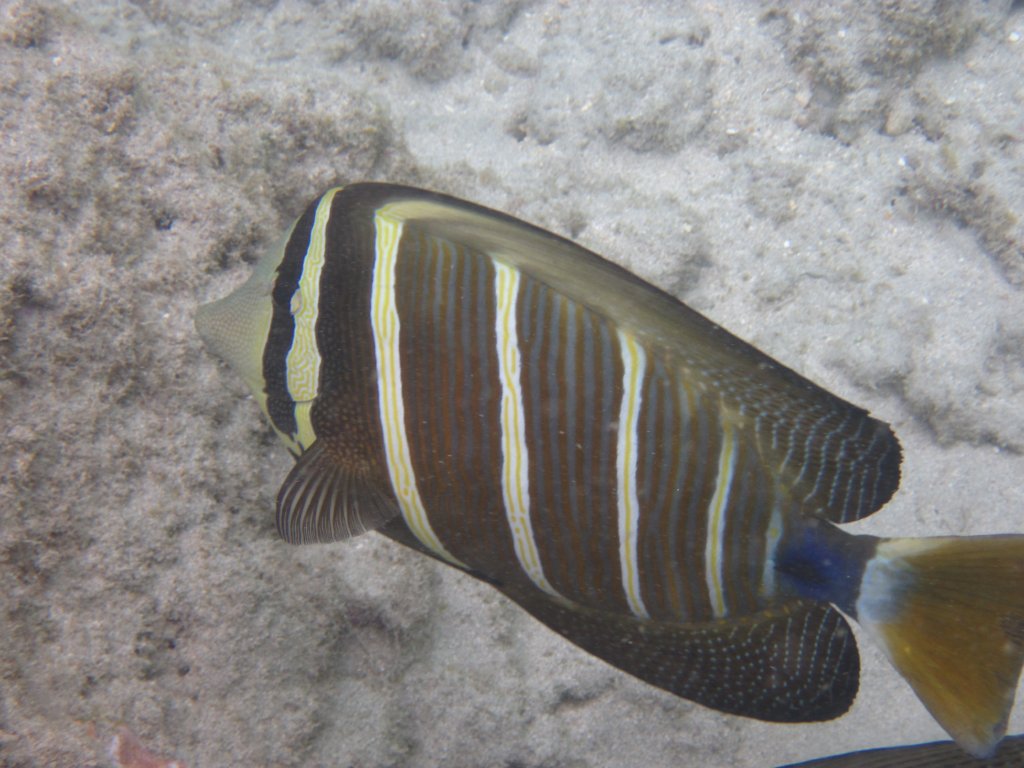 Sailfin Tang (Zebrasoma veliferum)