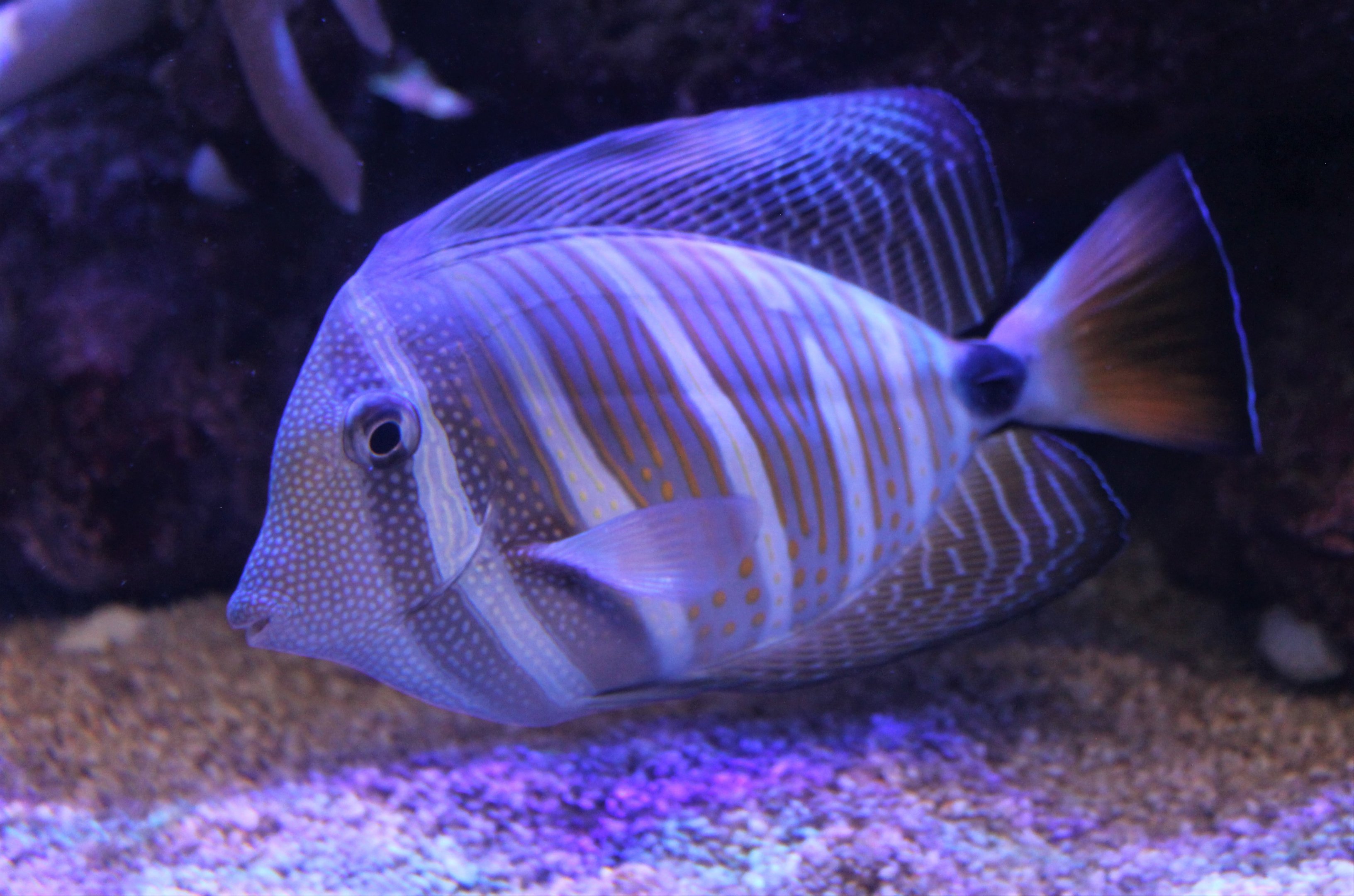 Sailfin Tang (Zebrasoma veliferum)