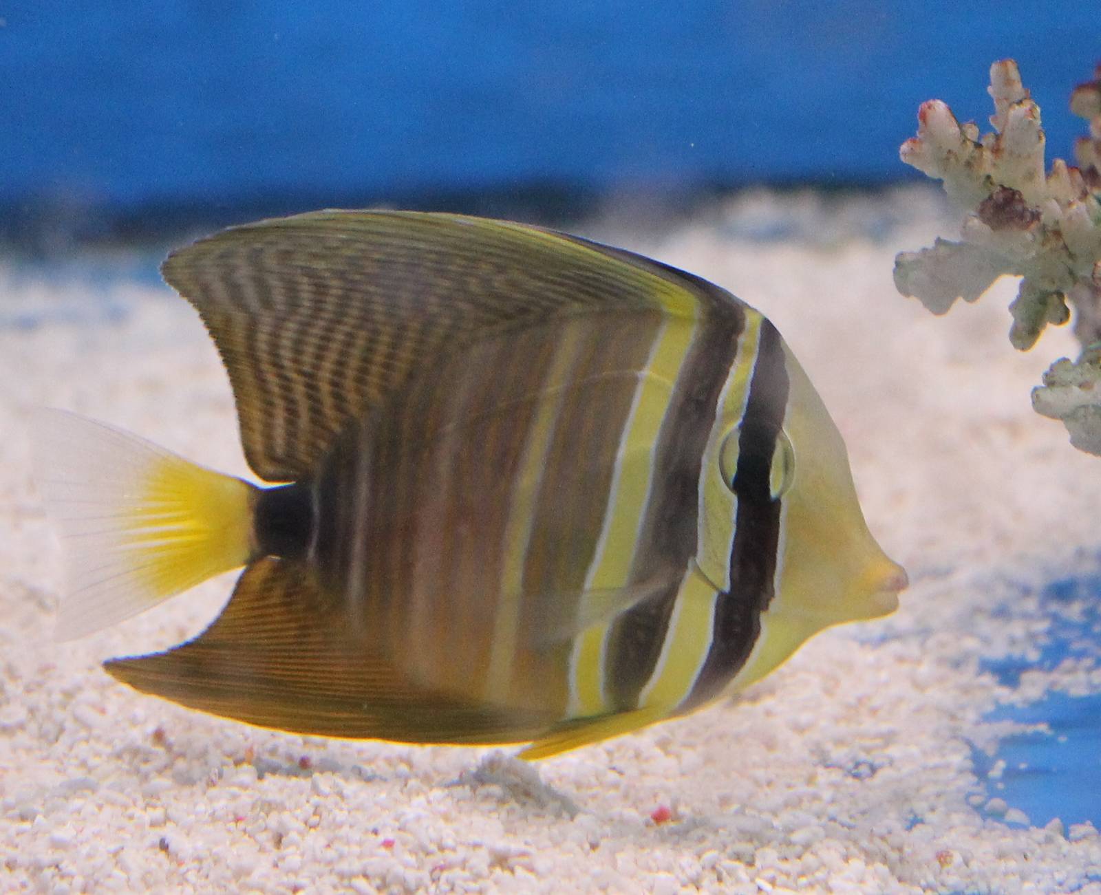 Sailfin tang