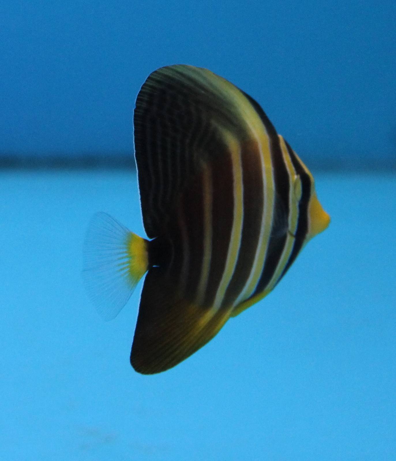 Sailfin tang