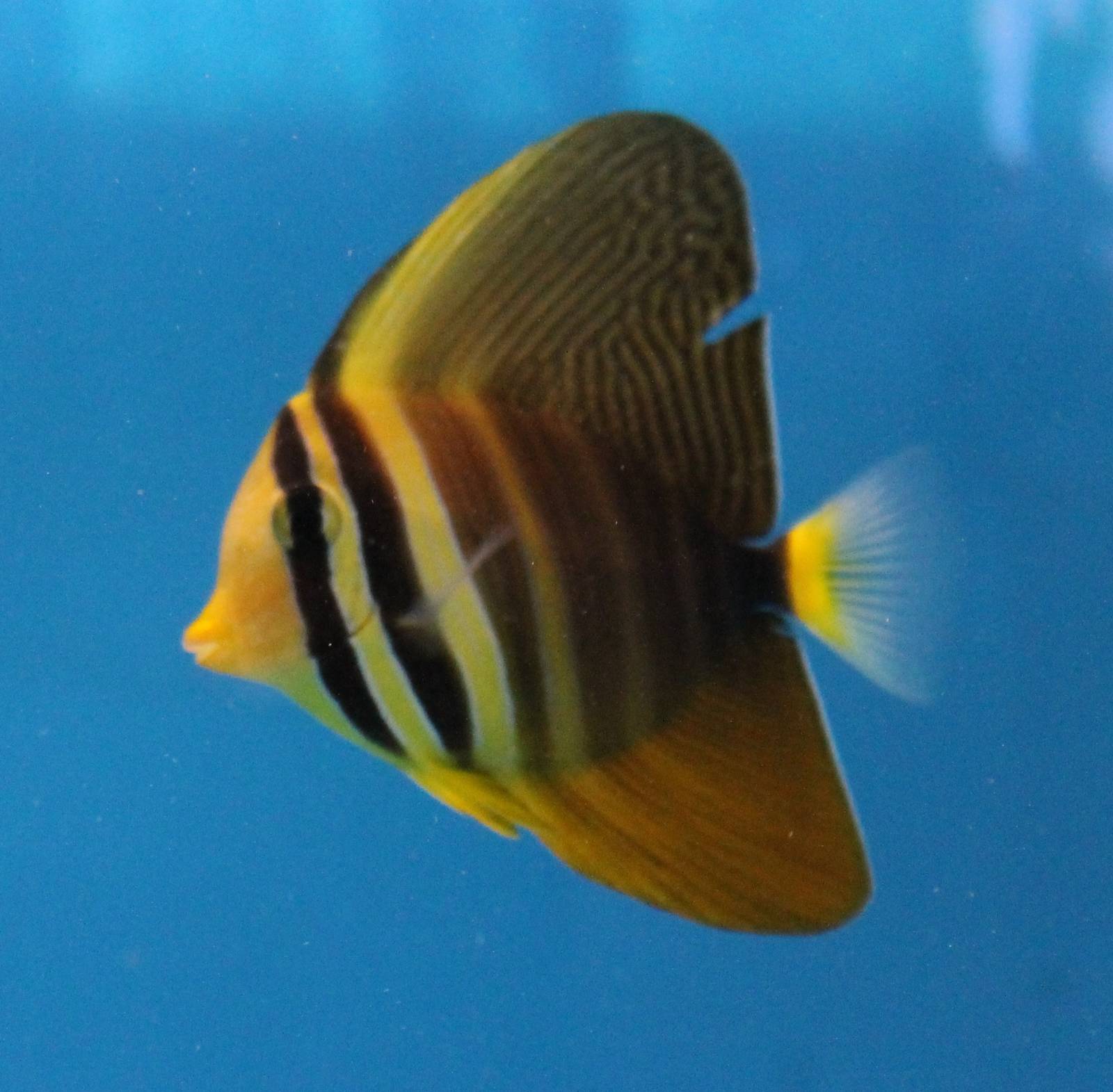 Sailfin tang
