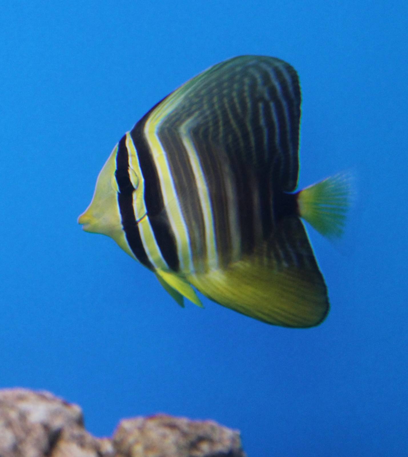 Sailfin tang