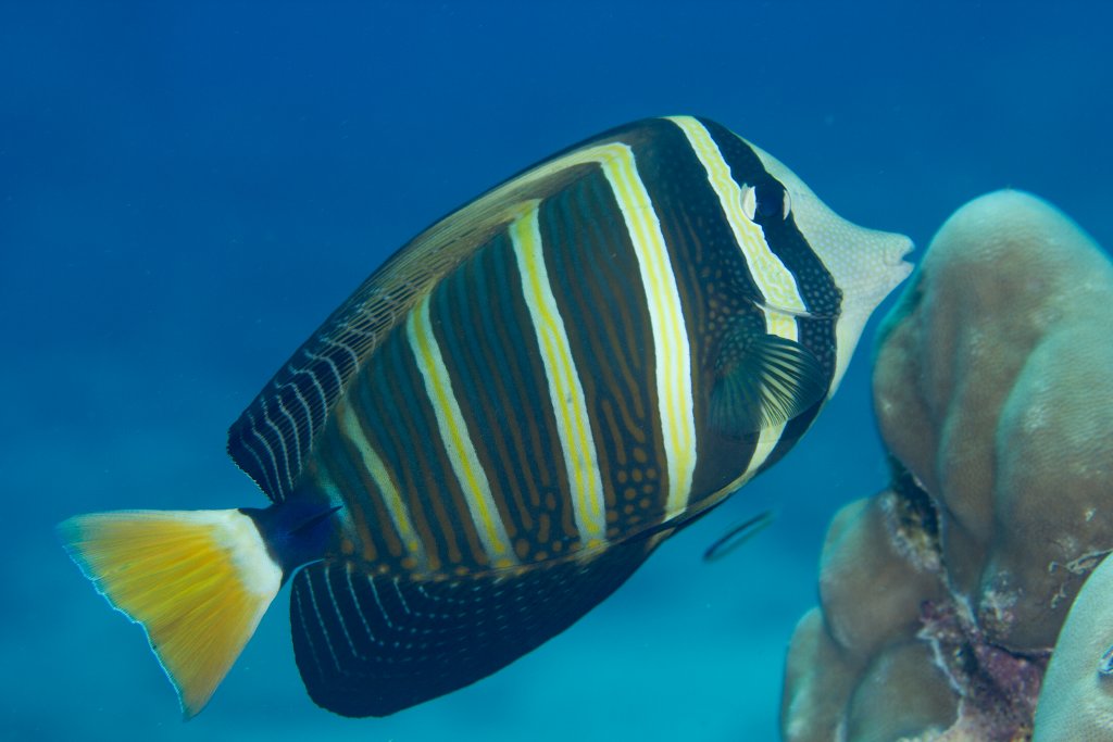 Sailfin Tang
