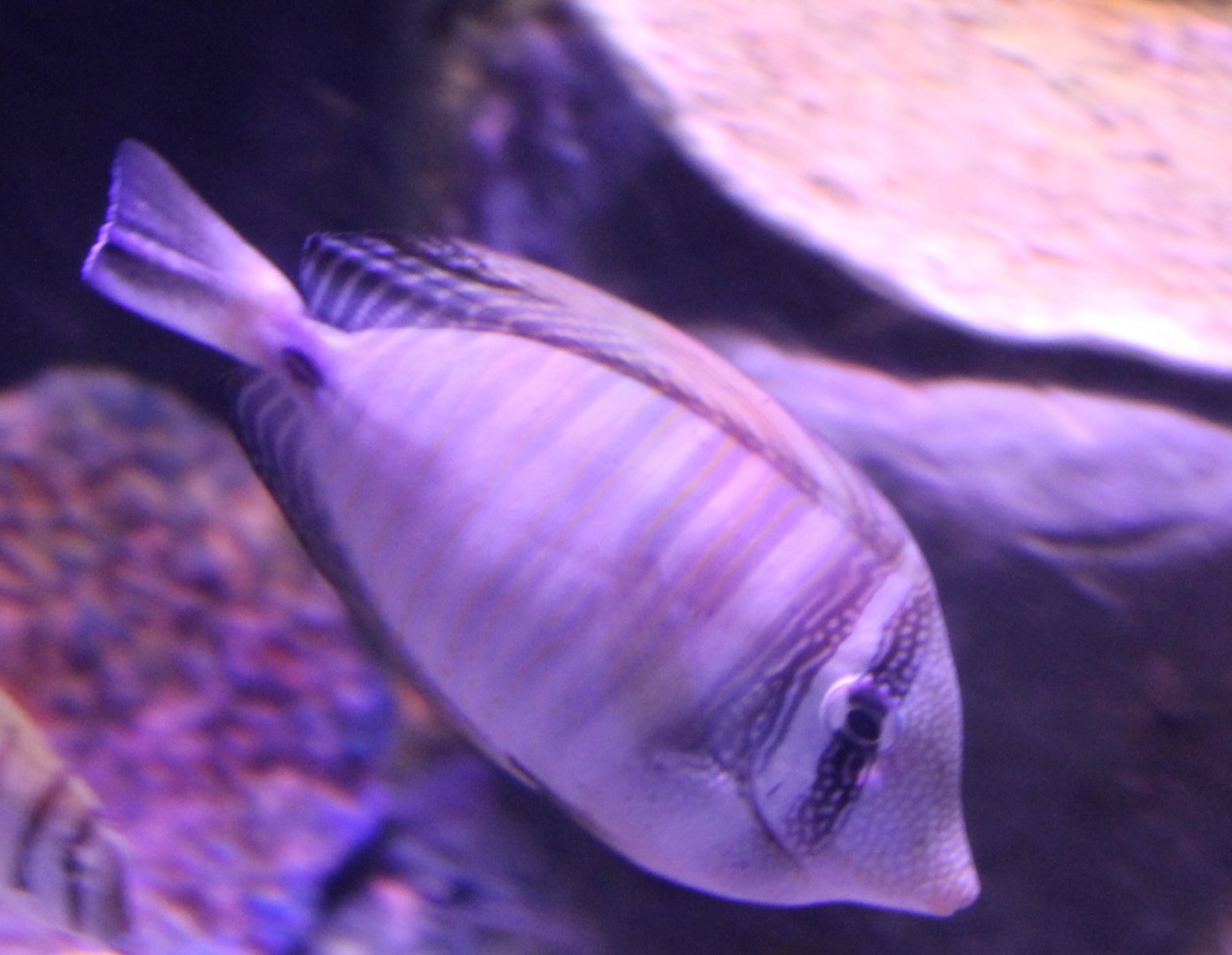 Sailfin tang