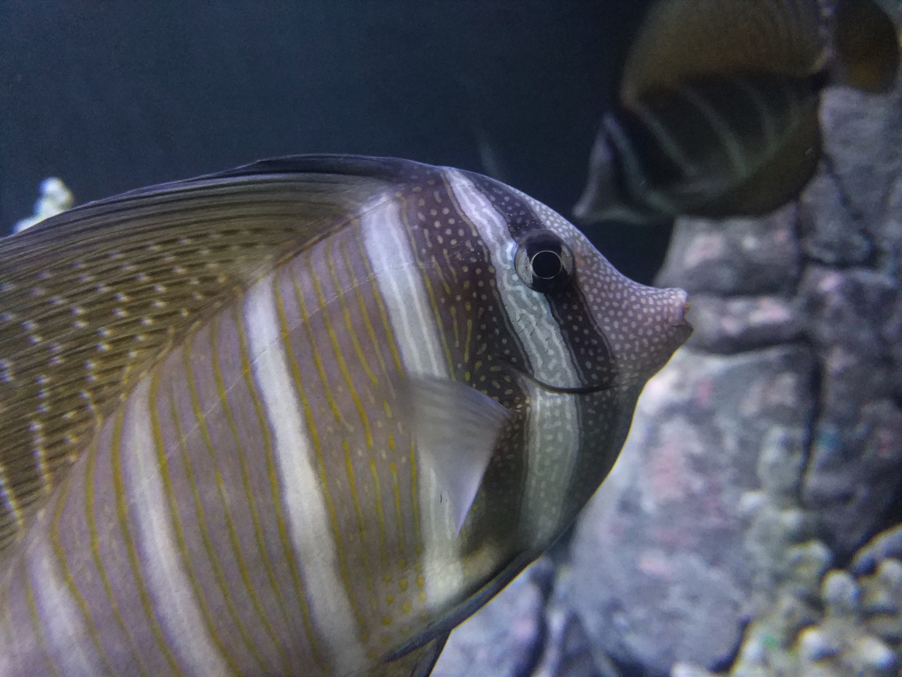 Sailfin Tang
