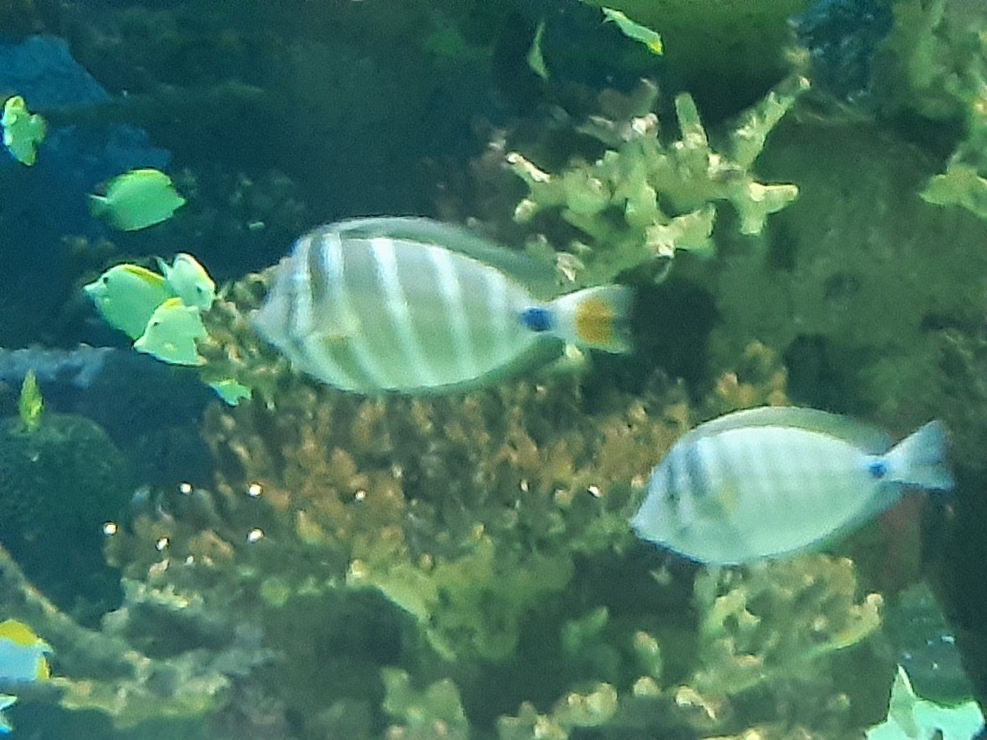 Sailfin Tang