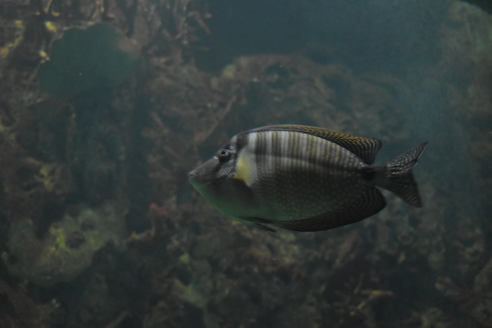 Sailfin Tang