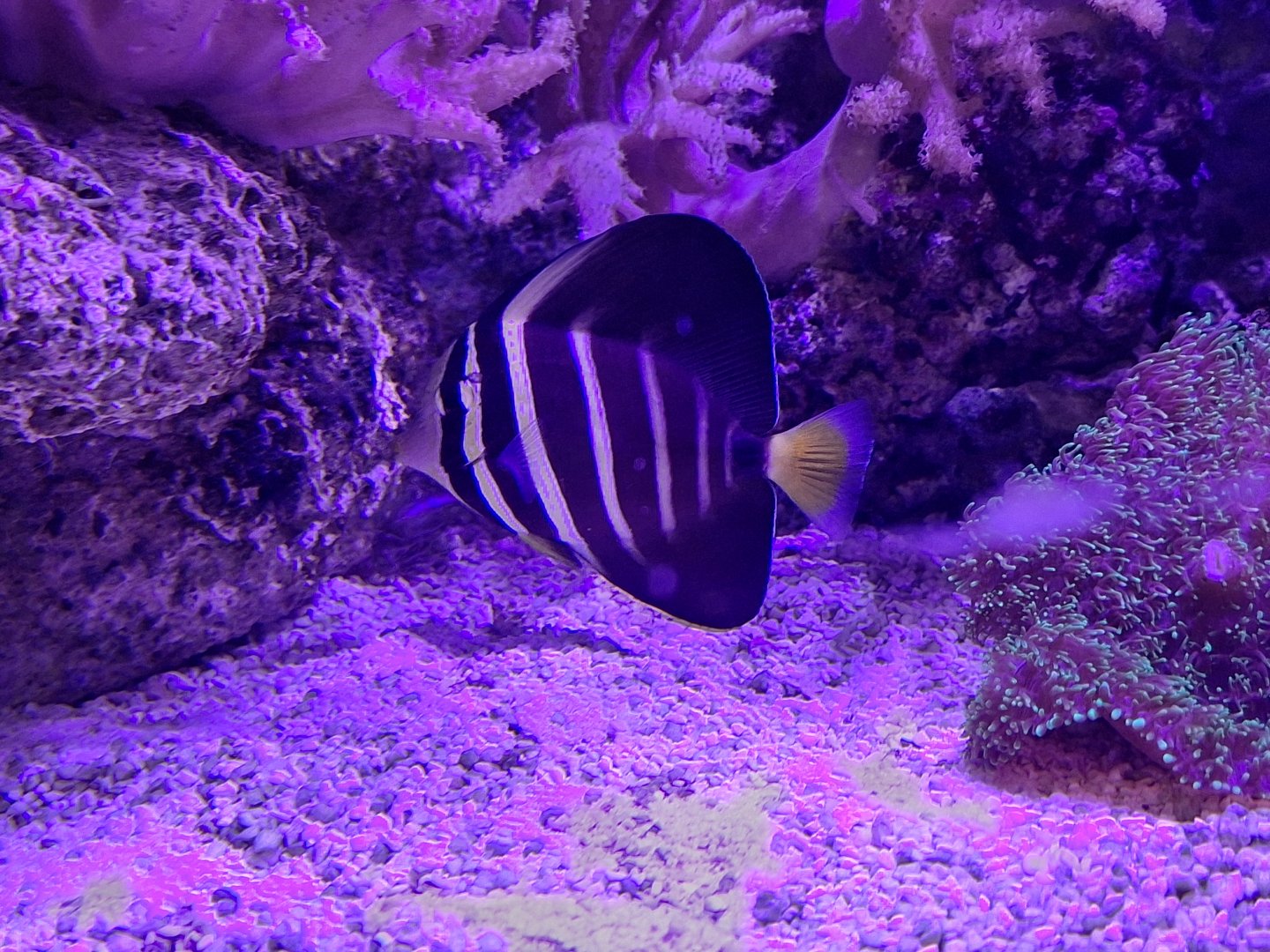 Sailfin Tang