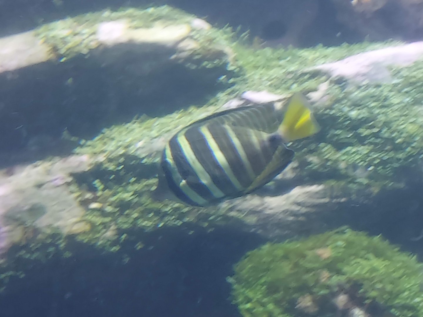 Sailfin Tang