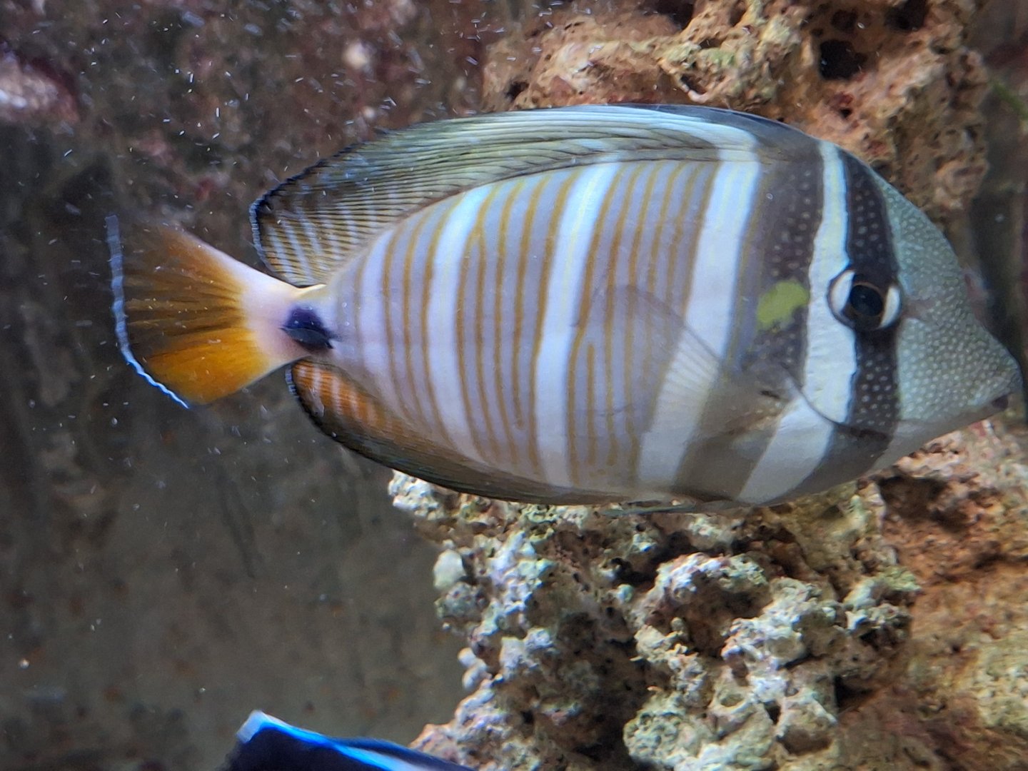 Sailfin Tang