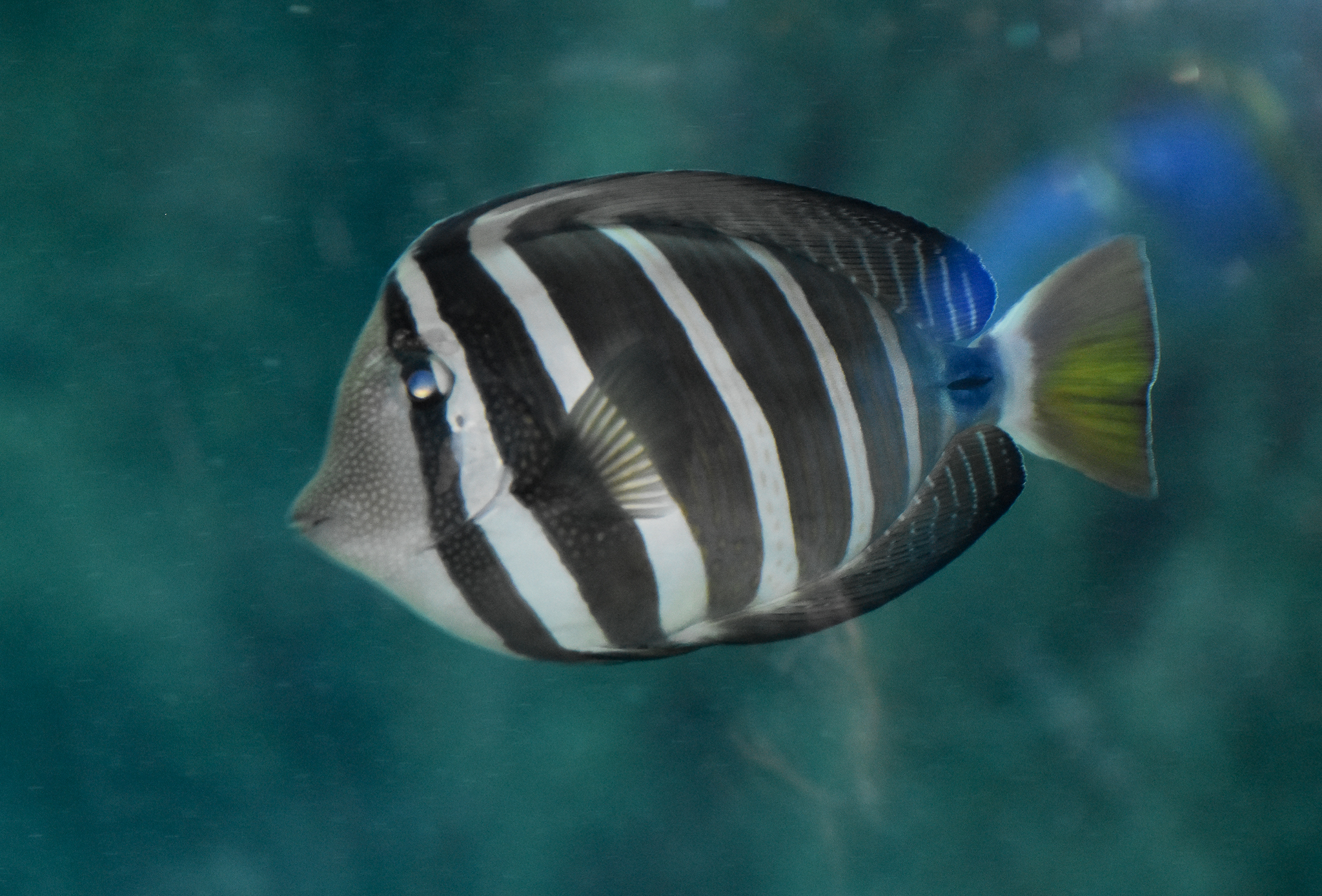 Sailfin Tang