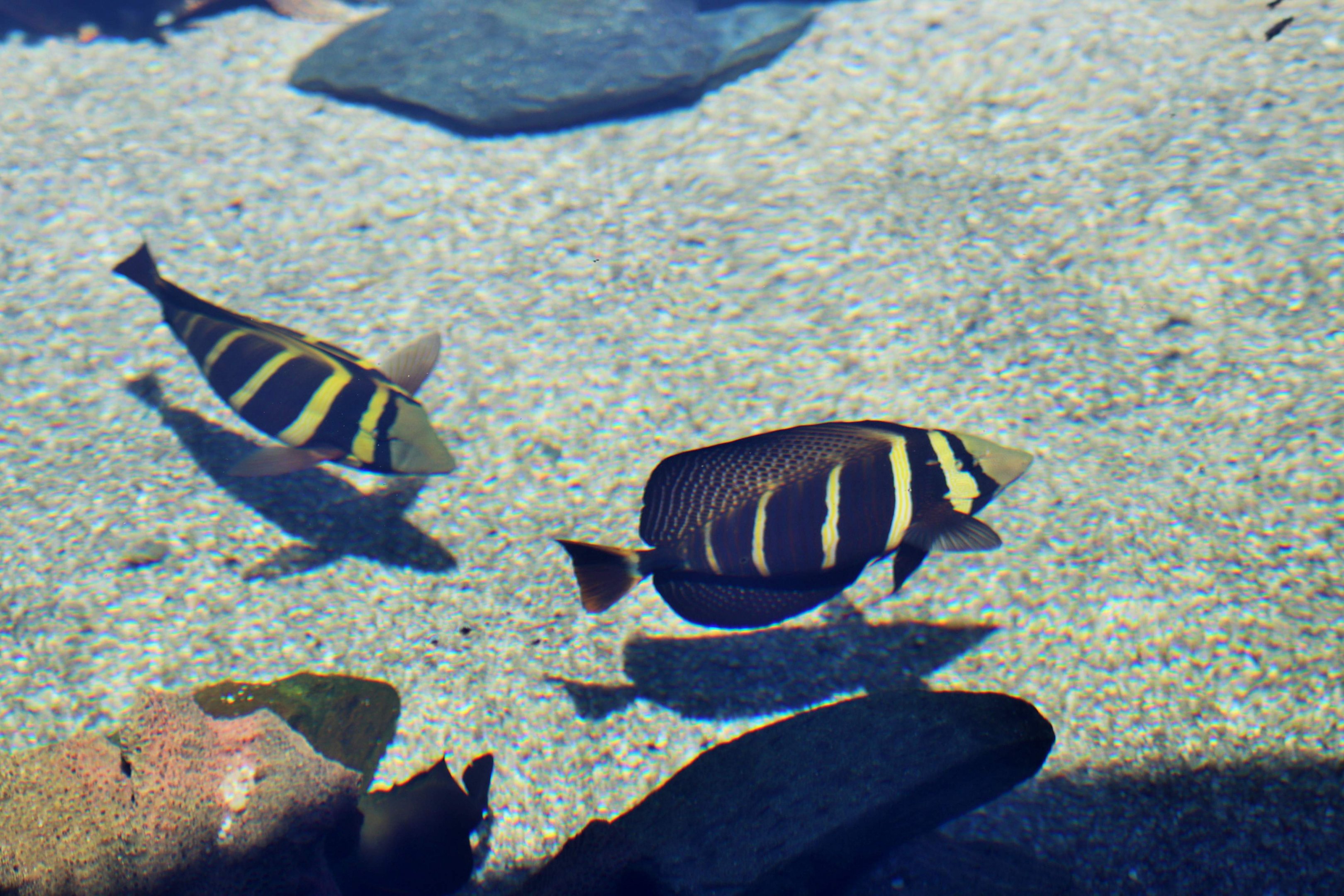 Sailfin Tangs (Zebrasoma veliferum)