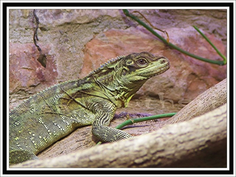 Sailfin Water Dreagon