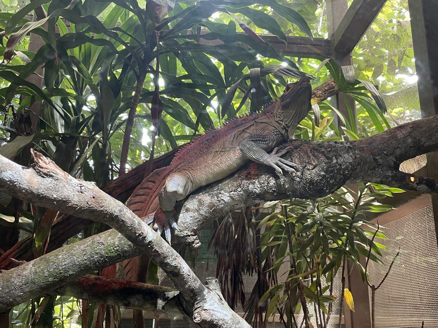 Sailfin Water Lizard (Hydrosaurus pustulatus)