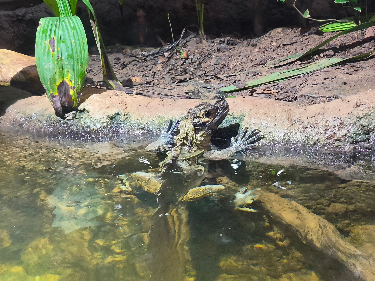 Sailfin Water Lizard (Hydrosaurus pustulatus)