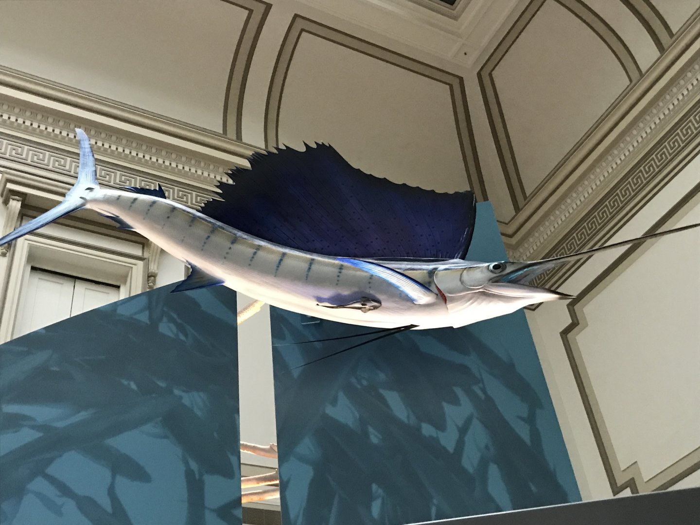 Sailfish with Remora