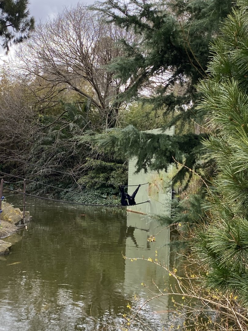 Saimangs - Sampit and Isidor