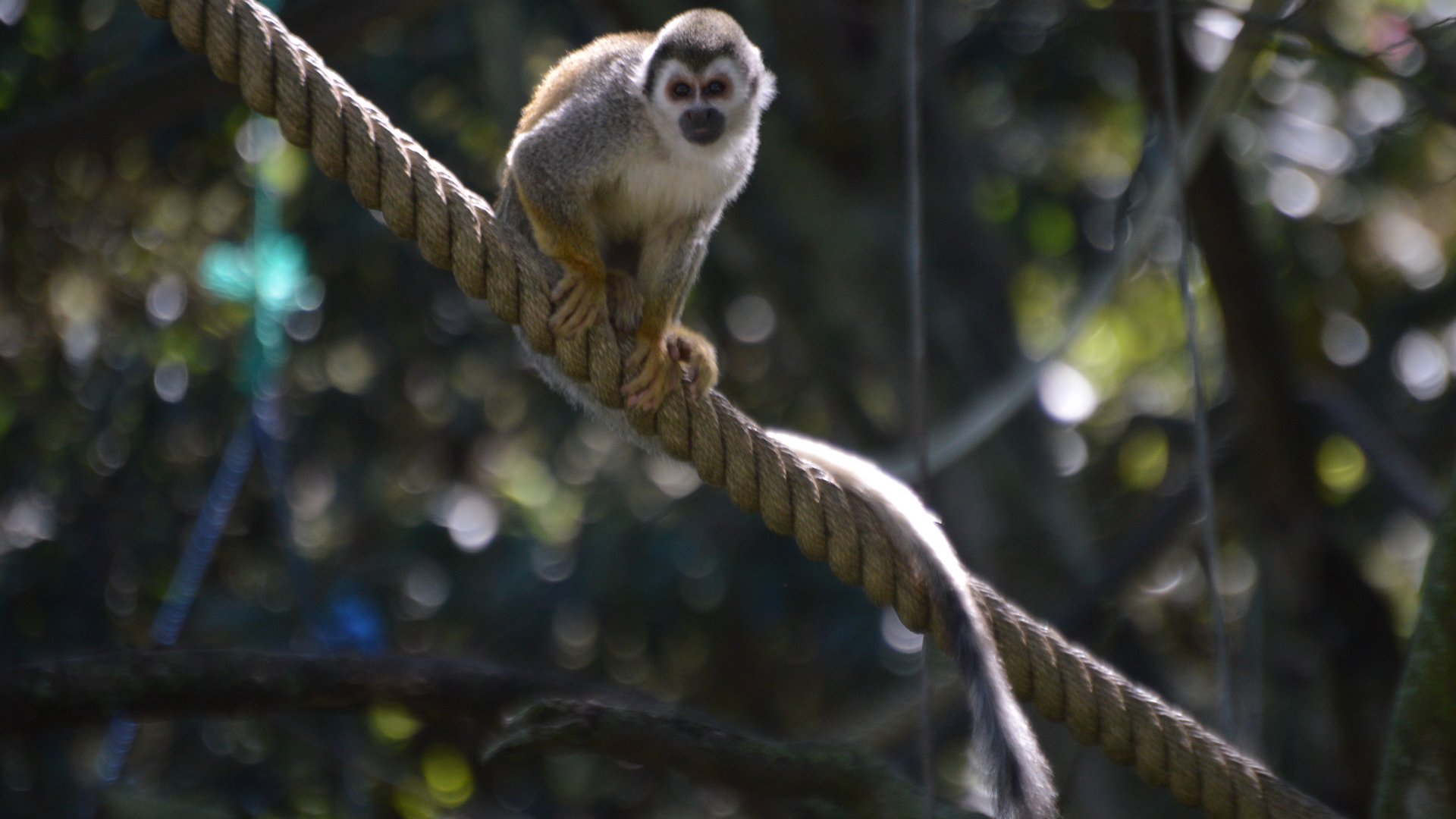 Saimiri cassiquiarensis macrodon