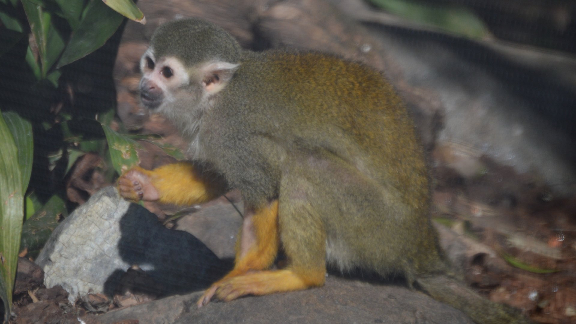 Saimiri sciureus sciureus