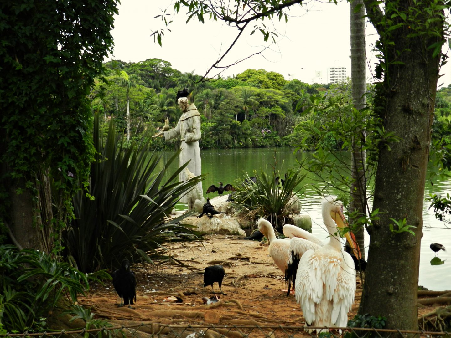Saint Franci's statue in the pelican/waterfowl exhibit - Zoo São Paulo