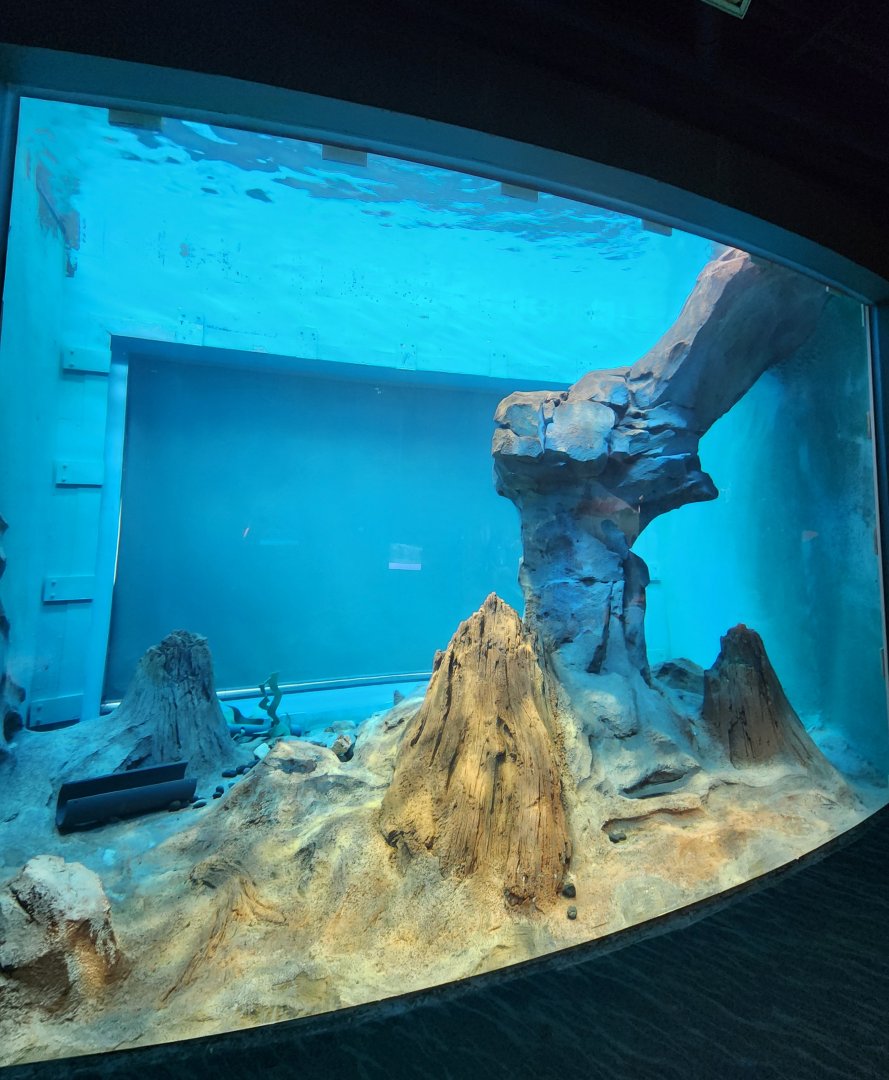 Saint Louis Aquarium - Otter underwater viewing