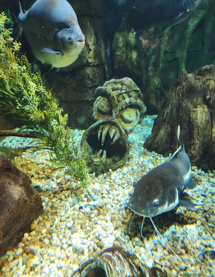 Saint Louis Aquarium - Red-tailed Catfish next to creepy face statue