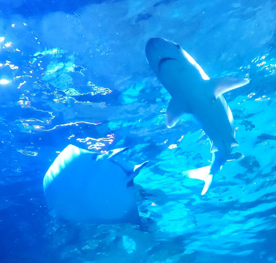 Saint Louis Aquarium - Shark and devil ray