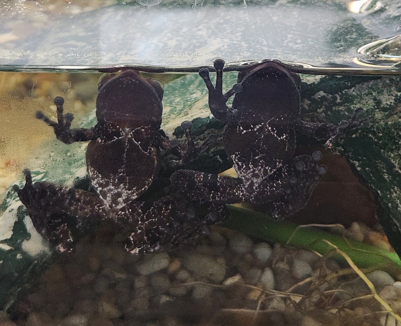 Saint Louis Aquarium - Theloderma asperum