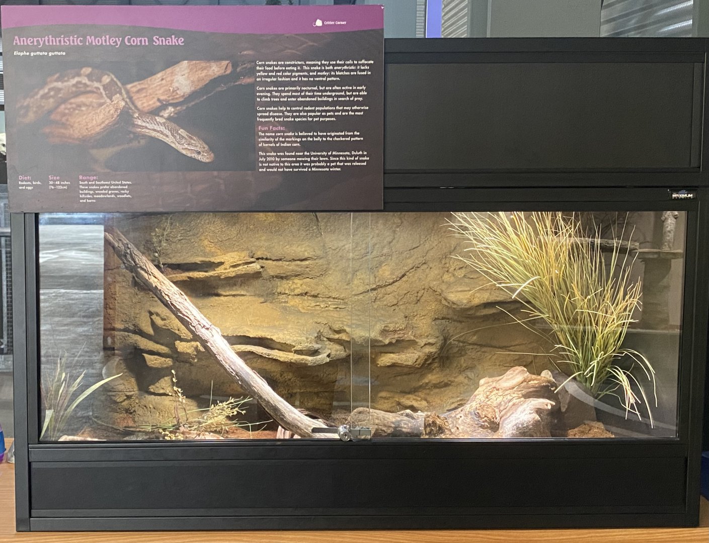 Saint Louis River - Anerythristic Motley Corn Snake Terrarium