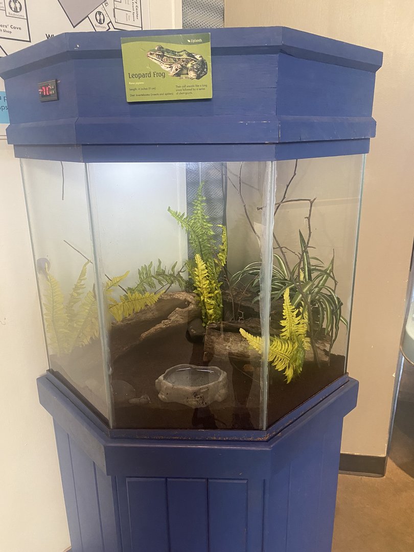 Saint Louis River - Leopard Frog Terrarium