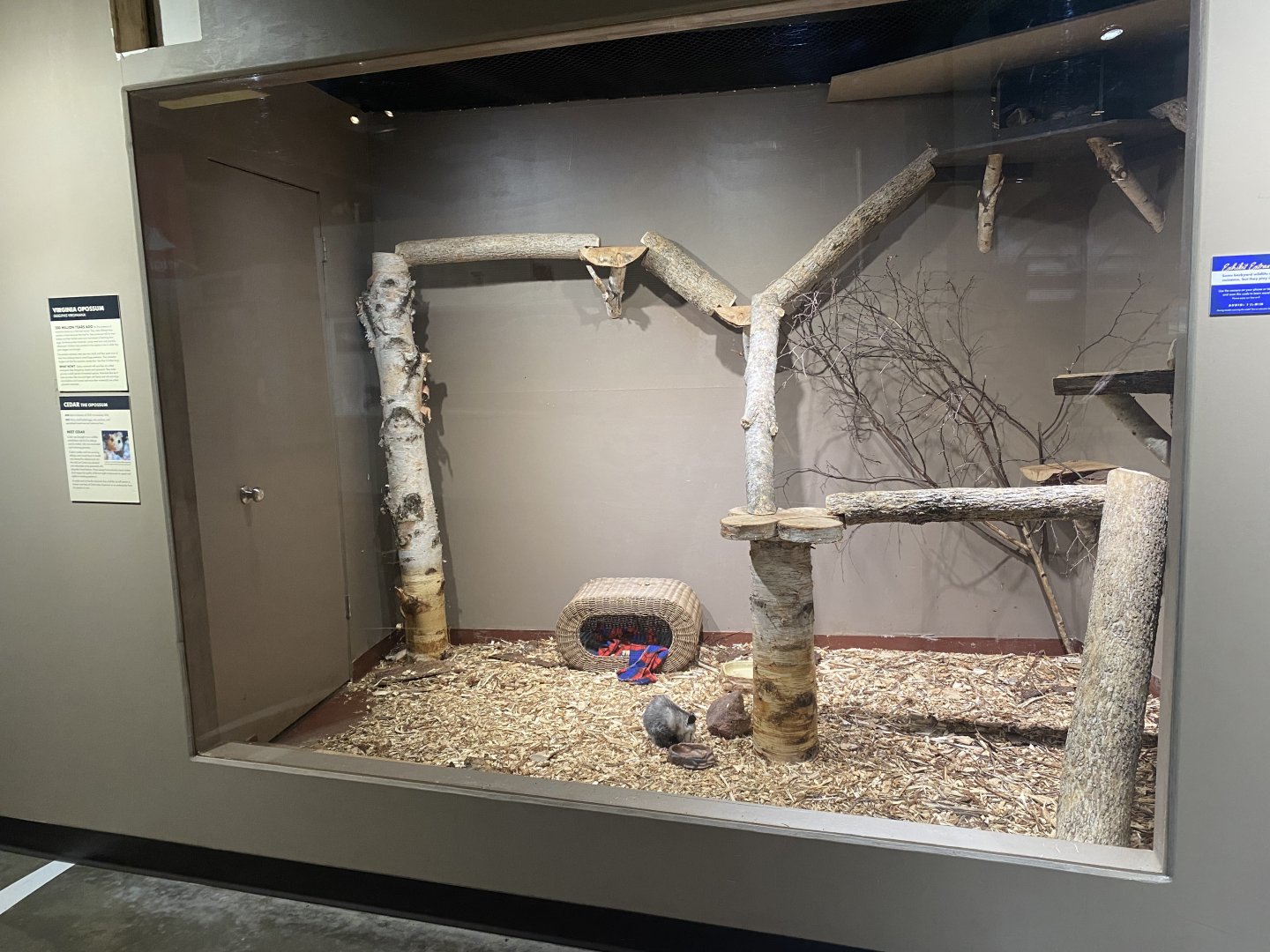 Saint Louis River - Virginia Opossum Exhibit