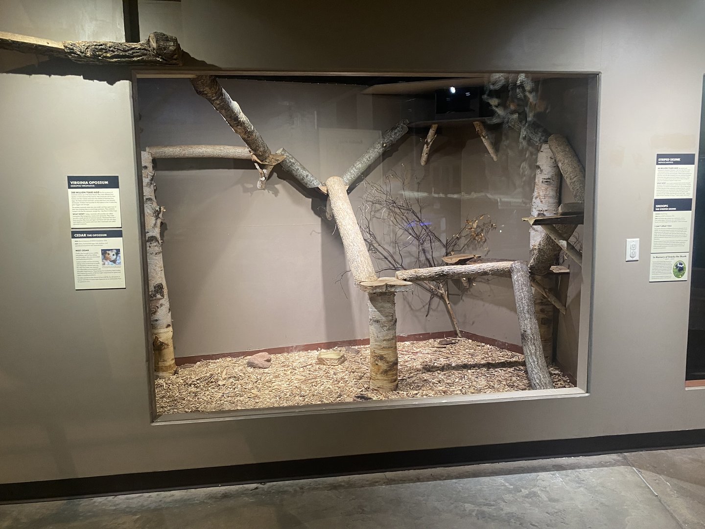 Saint Louis River - Virginia Opossum Exhibit