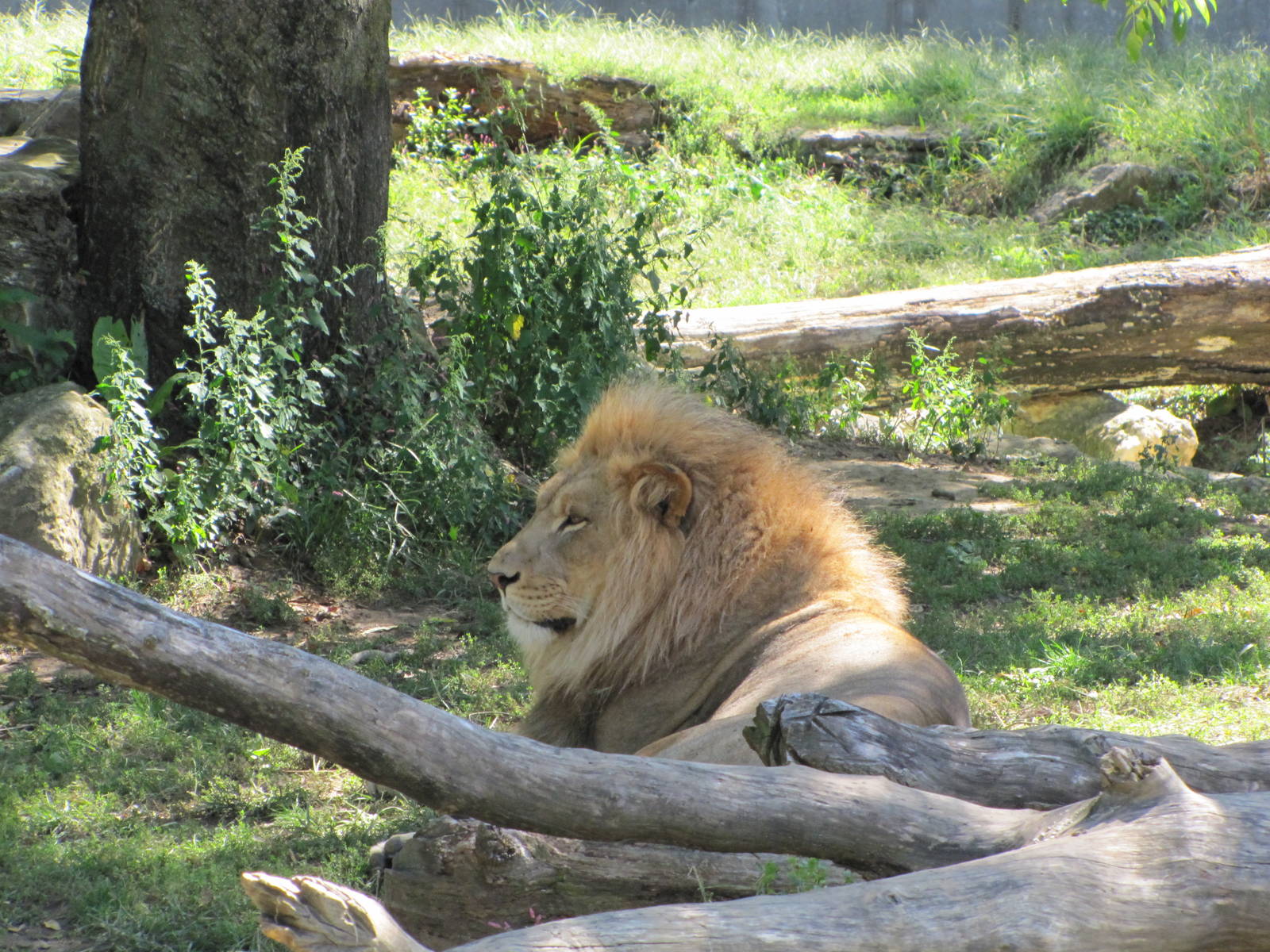 Saint Louis Zoo 2010 - African Lion in Big Cat Country