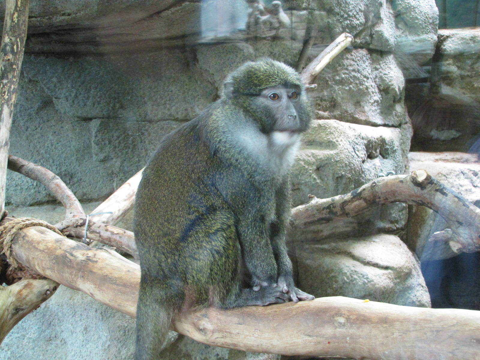 Saint Louis Zoo 2010 - Allens Swamp Monkey in the Historic Primate House