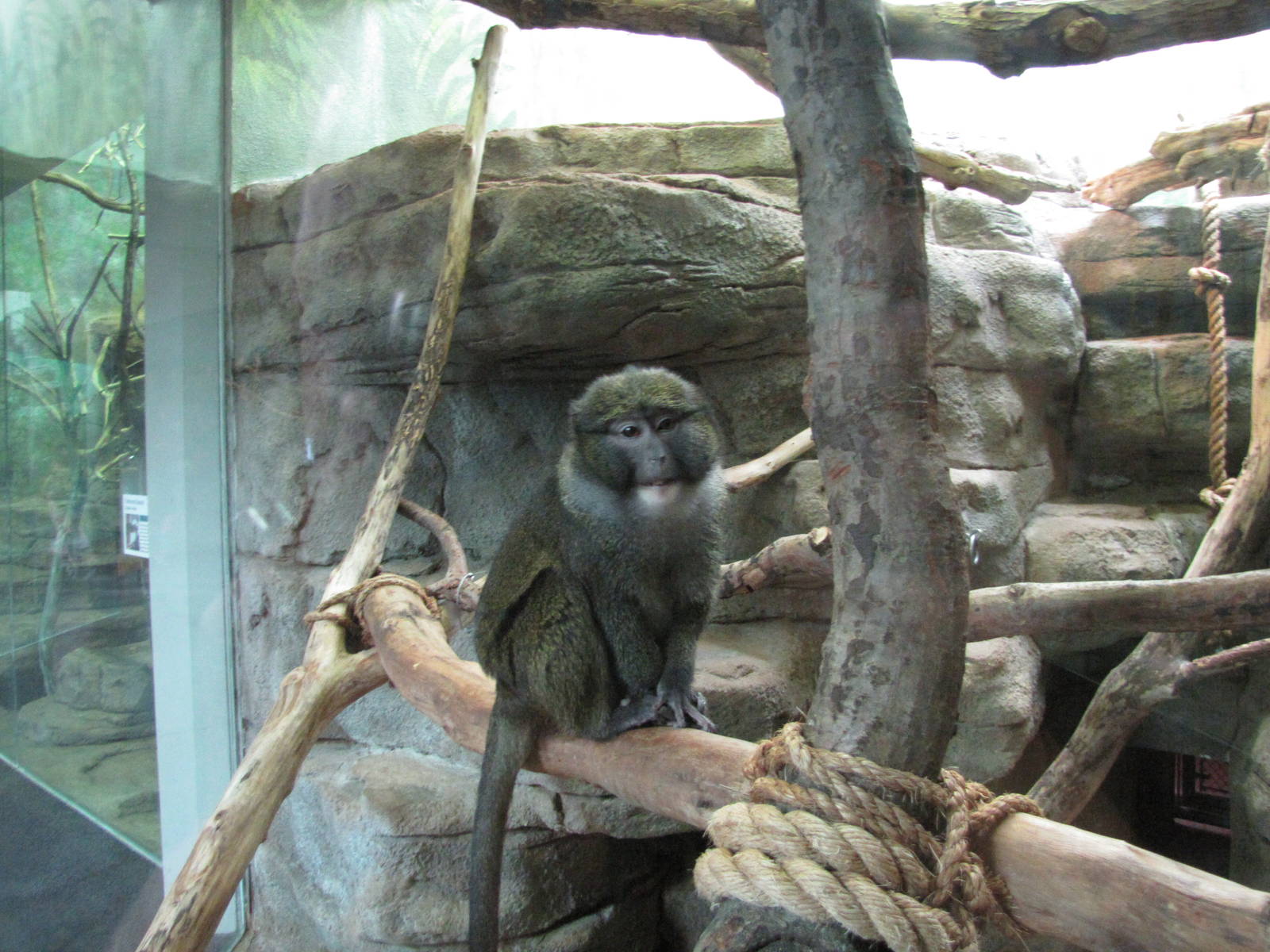 Saint Louis Zoo 2010 - Allens Swamp Monkey in the Historic Primate House