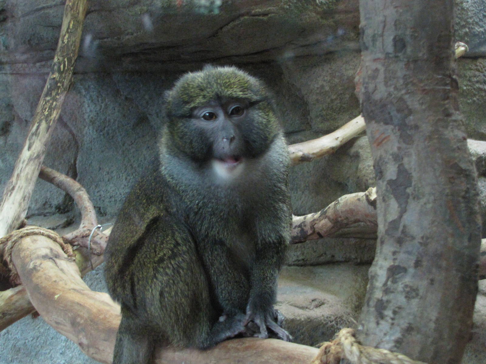 Saint Louis Zoo 2010 - Allens Swamp Monkey in the Historic Primate House