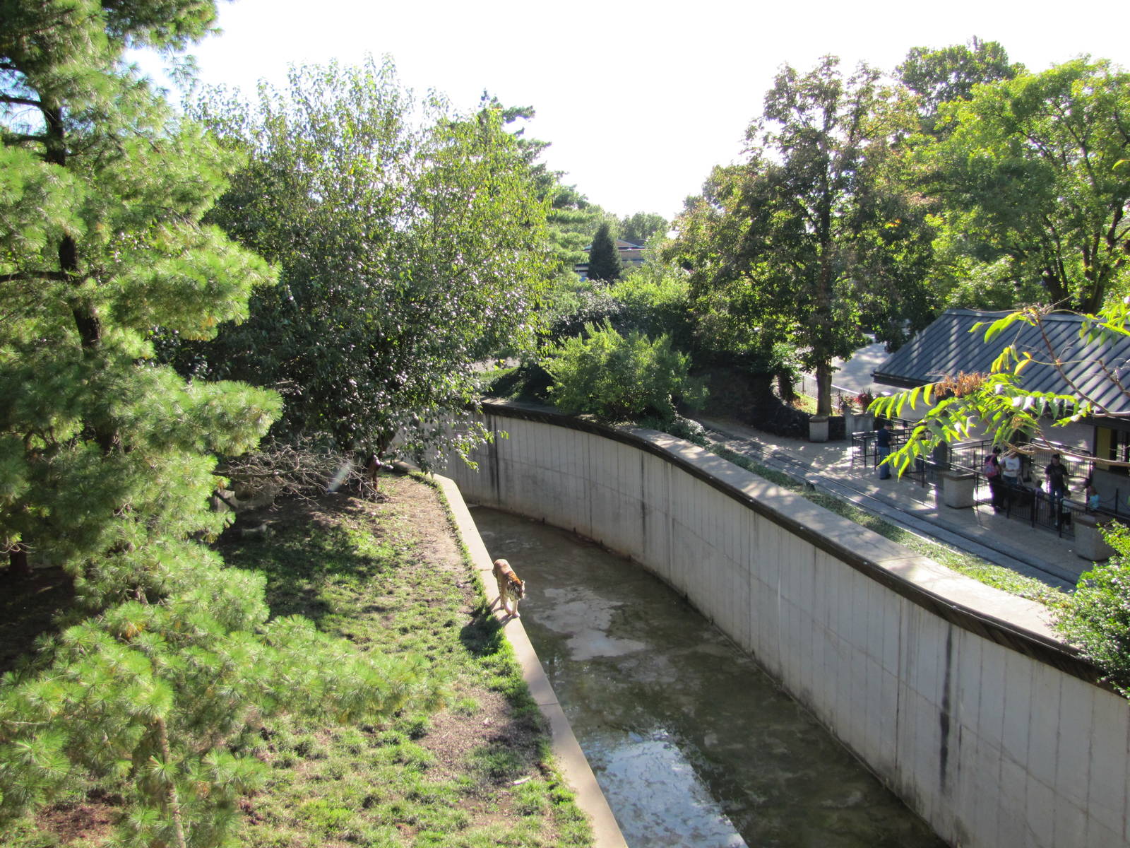 Saint Louis Zoo 2010 - Alongside Amur Tiger exhibit in Big Cat Country