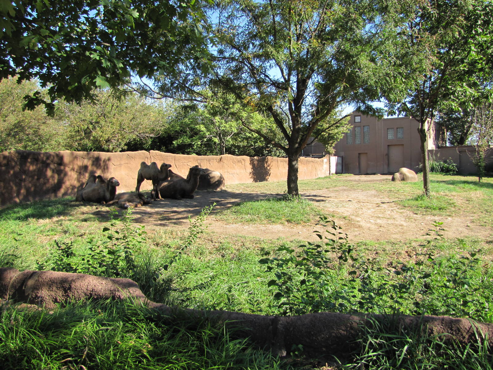 Saint Louis Zoo 2010 - Another part of Bactrian Camel exhibit in Red Rocks