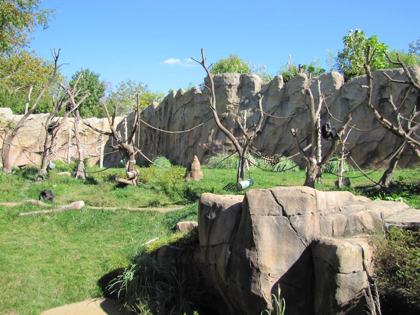 Saint Louis Zoo 2010 - Another part of Chimpanzee exhibit