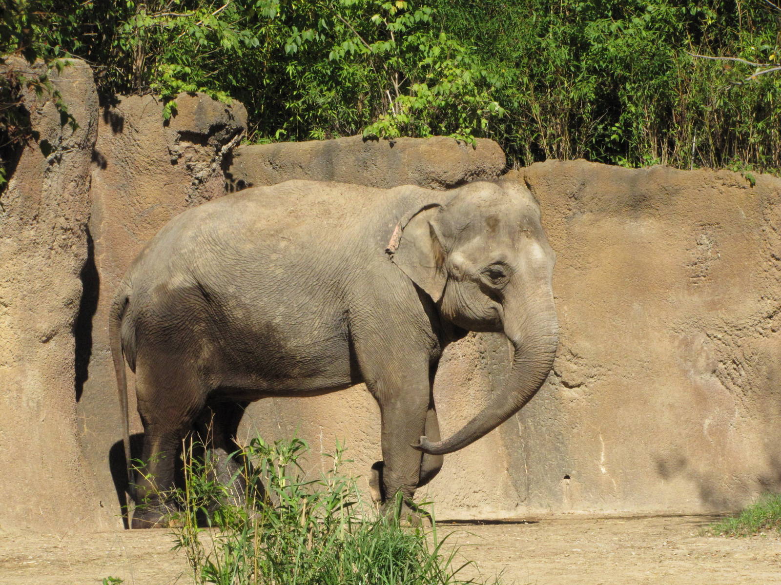Saint Louis Zoo 2010 - Asiatic Elephant in Rivers Edge