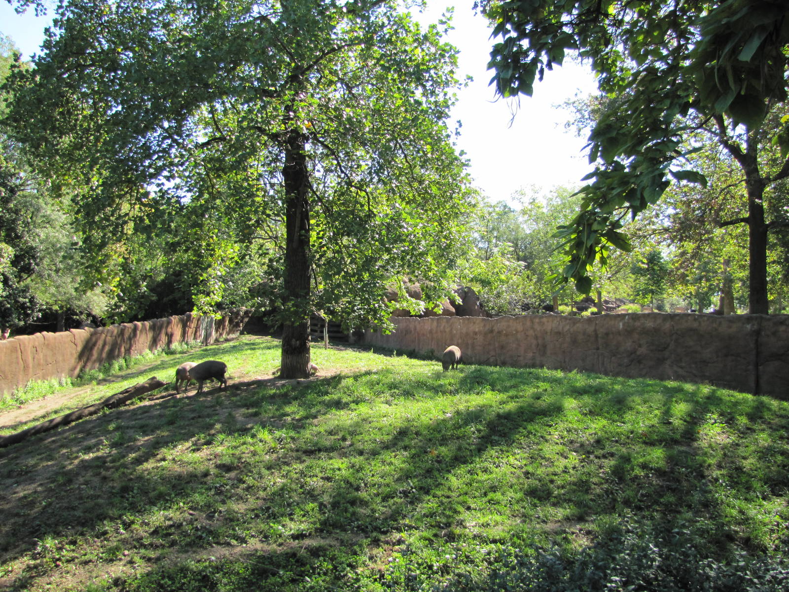 Saint Louis Zoo 2010 - Babirusa exhibit in Red Rocks