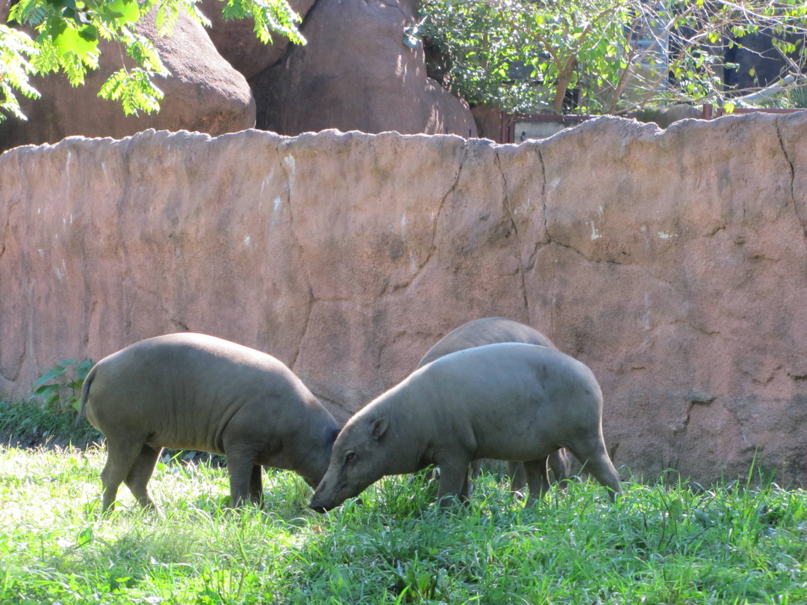 Saint Louis Zoo 2010 - Babirusa in Red Rocks
